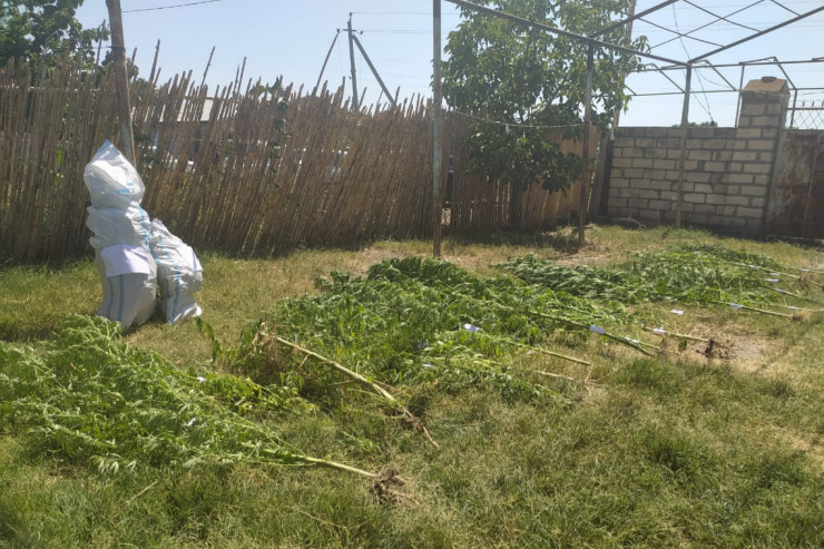 Kənd sakininin evindən külli miqdarda narkotik tapıldı