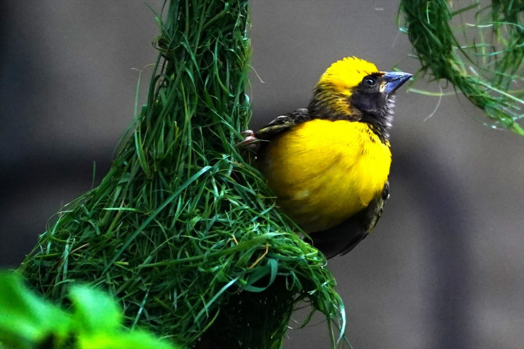 Quşların yaratdığı MÖCÜZƏ  -FOTOLENT 