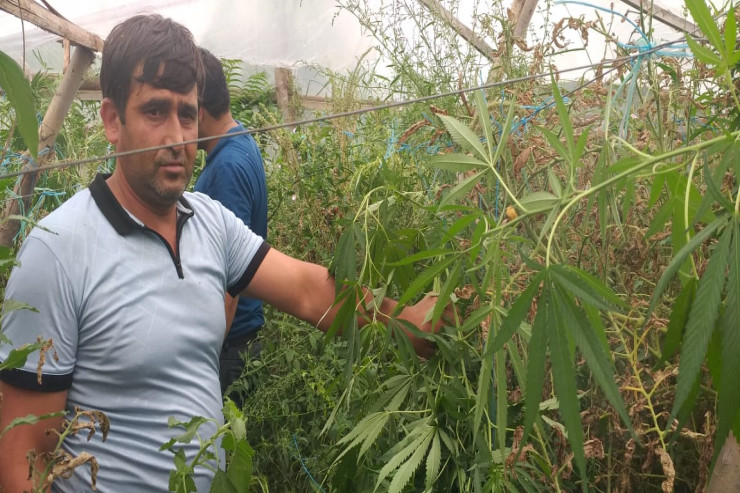 Narkotik yetişdirən Sənan İbrahimov