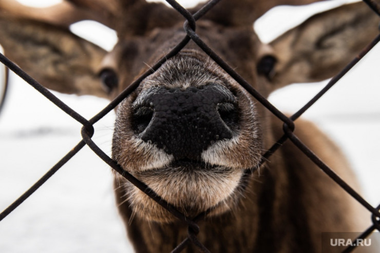 Çayda 1200-dən çox maral cəsədi tapıldı