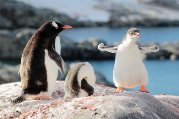 Heyvanlar aləmində ANA NƏVAZİŞİ  - FOTOLENT 