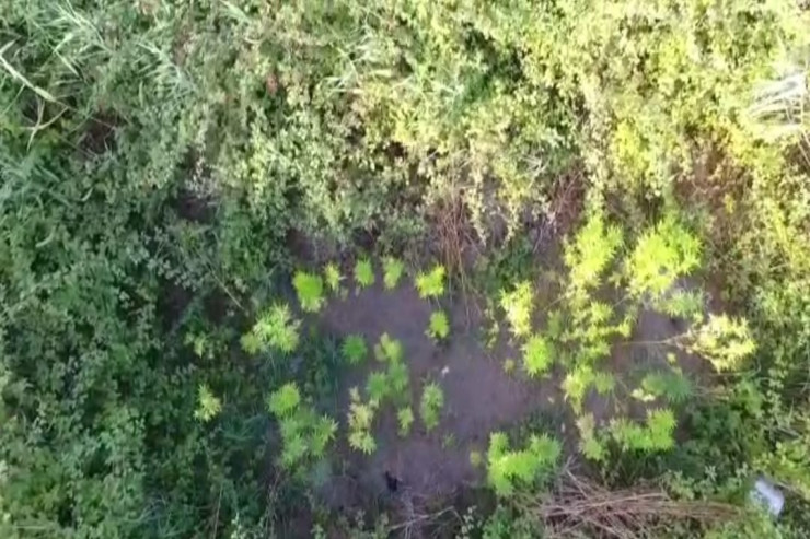 Böyürtkən kolunun arasında narkotik bitki