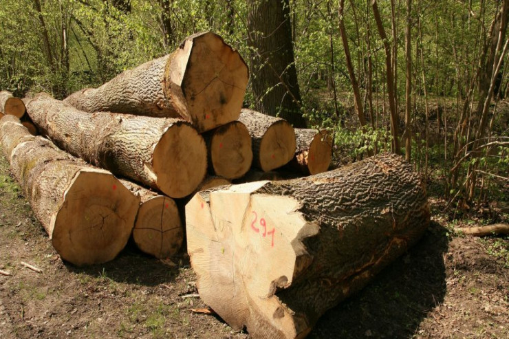 Azərbaycanda istirahət mərkəzinin sahibinə cinayət işi açıldı -  SƏBƏB 