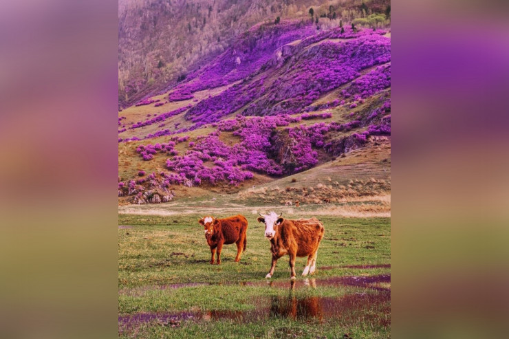 Görənlər heyrətlənir:  Həqiqətdir, yoxsa...  - FOTOLENT 