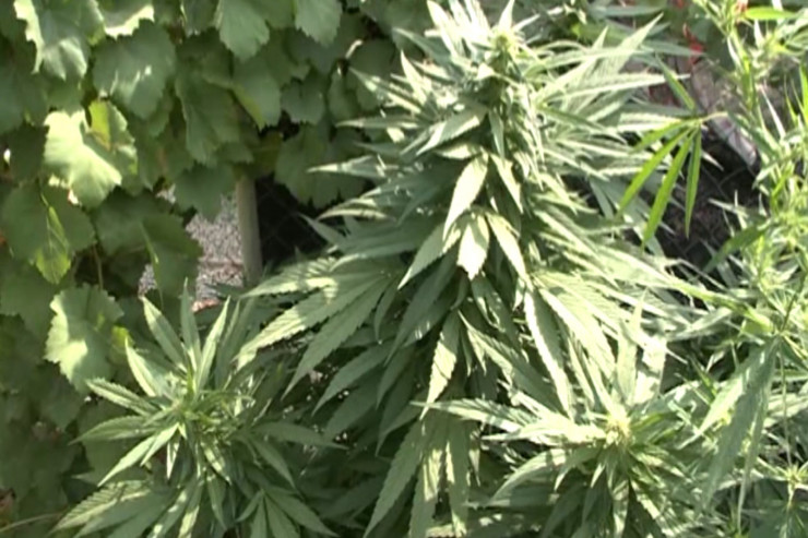 Ələ keçirilən narkotik bitkilər