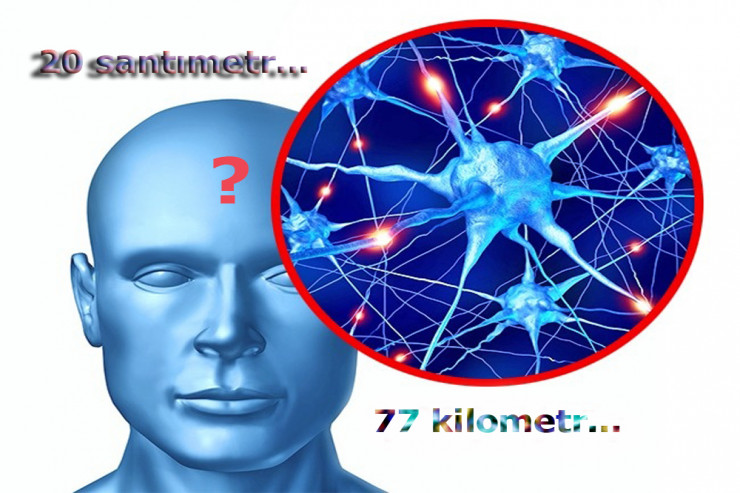 Alimlər yaddaşımızın həcmini hesabladı:  İNANILMAZ FAKT! 