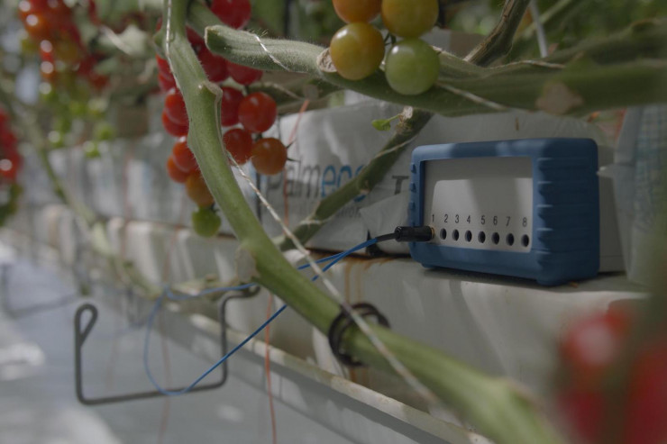 Nağıllarda deyilənlər gerçək oldu