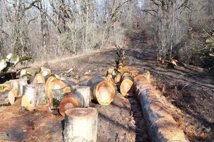 Şabran meşəsində ağacları kəsənlər saxlanıldı -  FOTO  