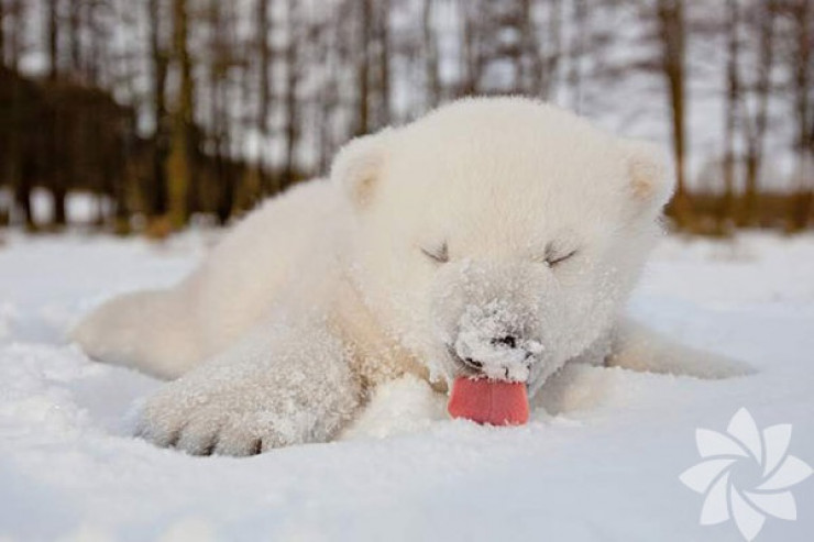 Hansı heyvanlar qarın yağmasına sevinir? –  FOTOLENT  