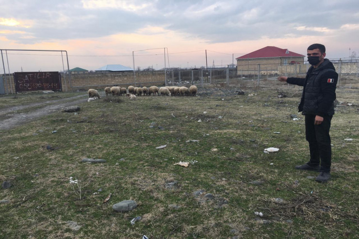 Kəndlinin 22 baş qoyununu oğurladılar -  FOTO  