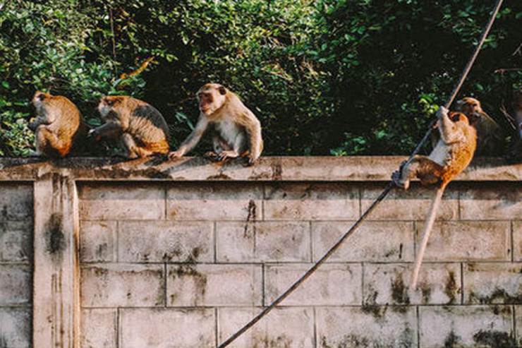 Meymunlar əkizləri qaçırdı, birinin meyiti tapıldı