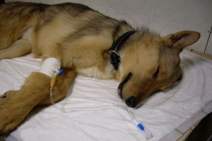 Koronavirus aşkarlanan it