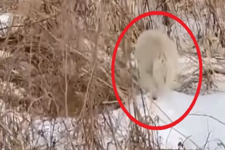 Elmə məlum olmayan heyvan