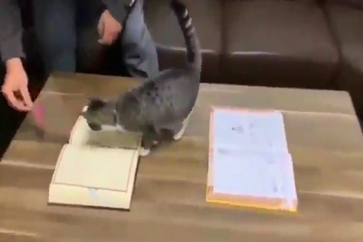 Sosial mediada fenomen olan pişik