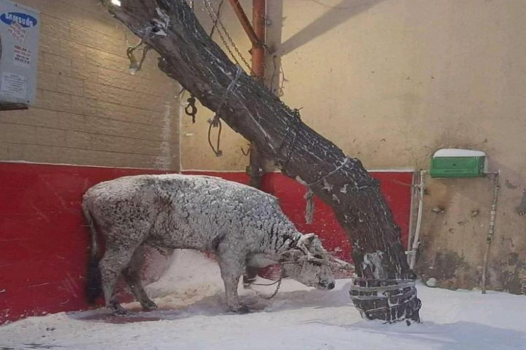 Bakıda küçədə saxlanılan inək