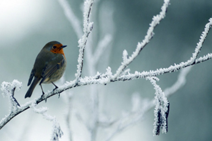 5 dərəcə şaxta olacaq - SABAHIN PROQNOZU 