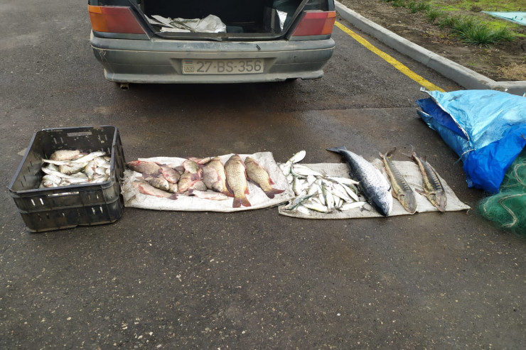 Qanunsuz ovlanmış balıqlar