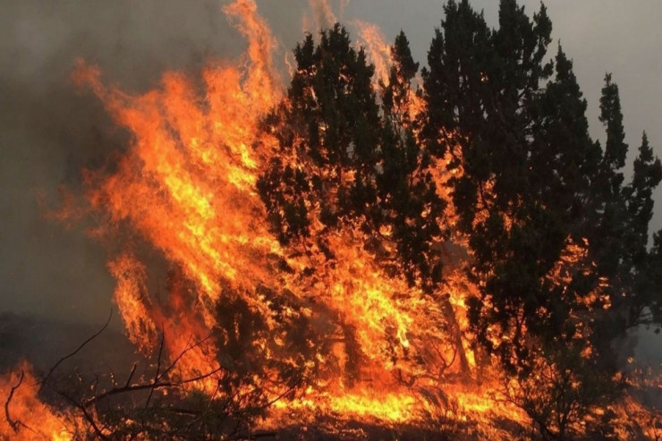 Hirkan qoruğunda yanğın belə söndürülür -  VİDEO  