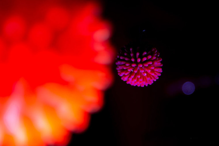 “Peyvəndlər COVID-19-un yayılacaq yeni növü qarşısında aciz qalacaq” - VİRUSOLOQ  