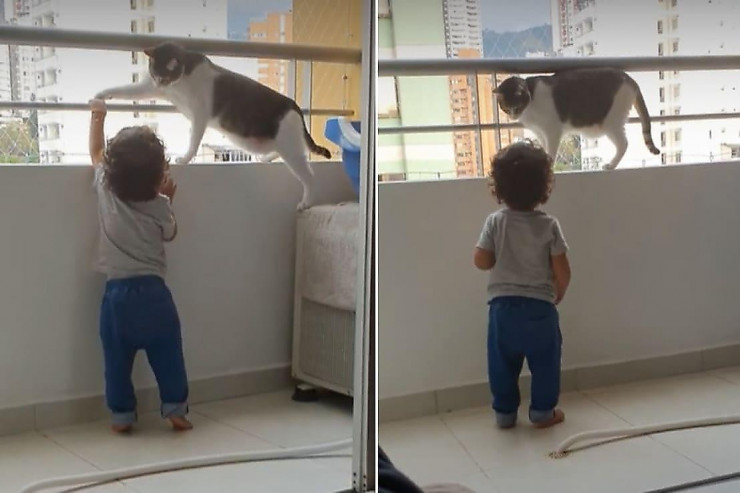 Pişik uşağı eyvandan yıxılmaqdan xilas etdi -  VİDEO  