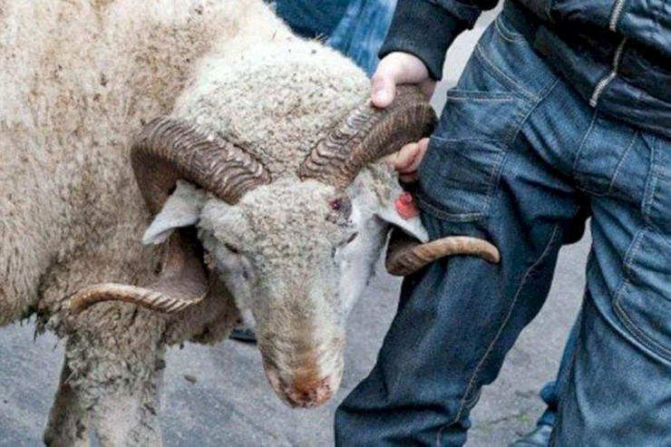 Çoban işlədiyi fermanın qoyunlarını oğurladı -  FOTO 