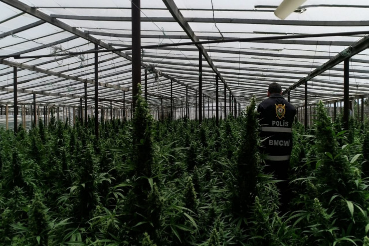 Narkotik əkilən parnik