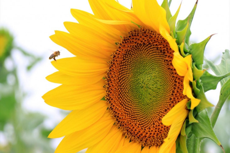  "Sarı gəlin" tarlaları:  görənləri heyran edir   - FOTOLENT 