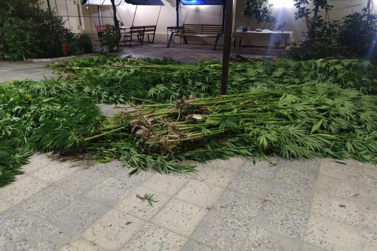 Götürülən narkotik bitkilər