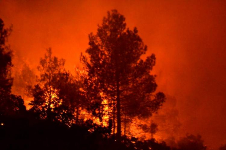 Bakıda ağaclar yanaraq məhv oldu - 2880 manat... 