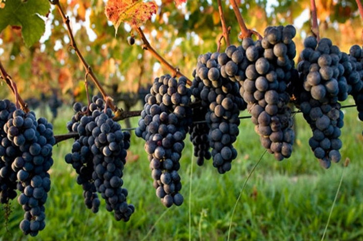 Çox üzüm yeyənlər qışda... -  Minbir dərdin dərmanıdır 