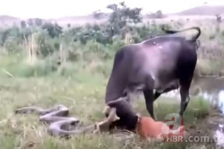 İnək anakondaya meydan oxudu -  VİDEO 