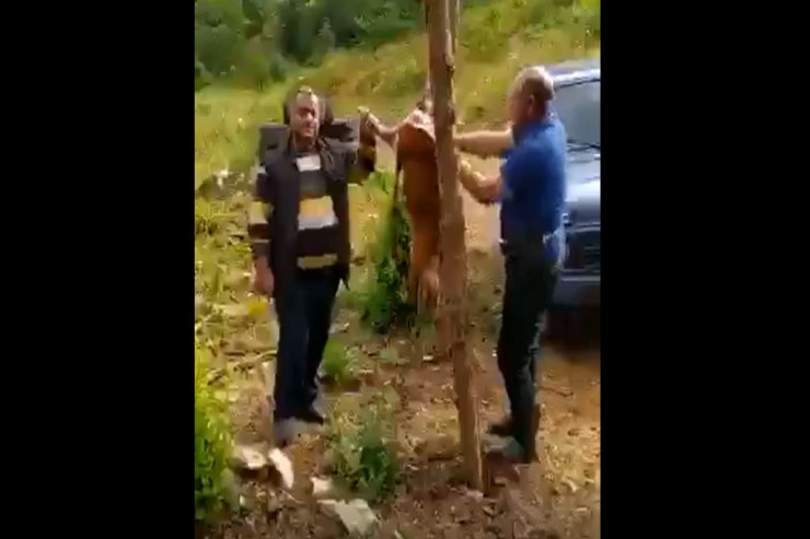 Laçında cüyür kəsənlər