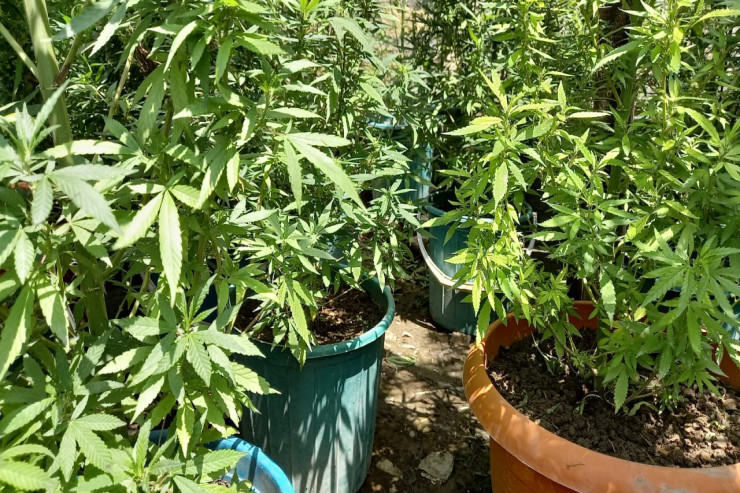 Götürülən narkotik bitkilər