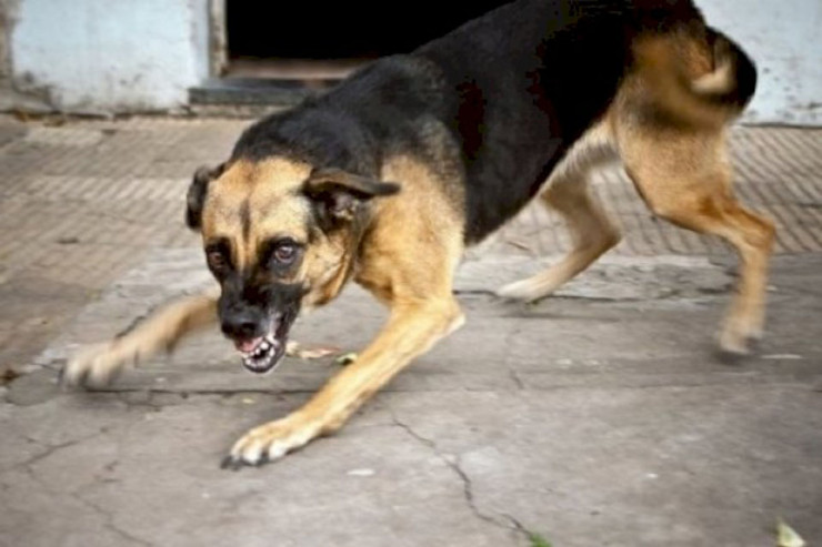 60 yaşlı qadını İT DİŞLƏDİ 