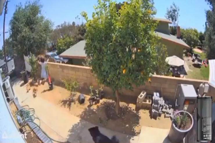 Qadın ayını əl ilə qovdu- Görənlər təəccüb içində-VİDEO 