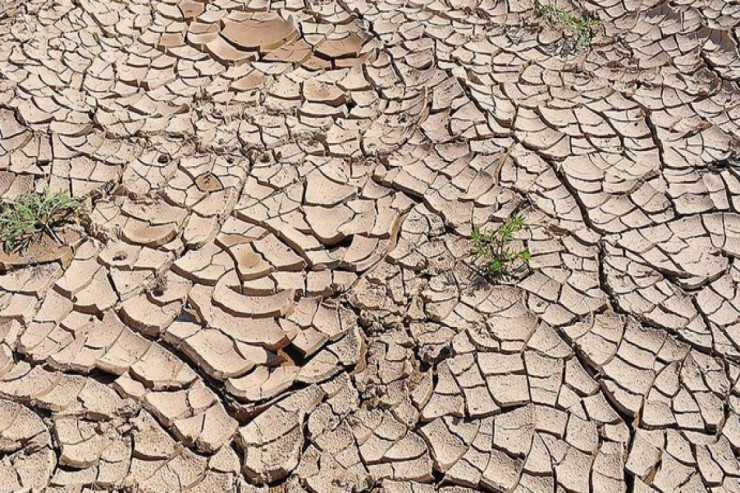 DƏHŞƏTLİ PROQNOZ : beyin yeyən parazitlər çoxalacaq