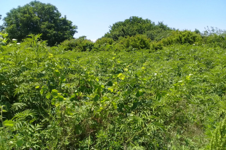 Ağdamın Şelli kəndində tapılan narkotik bitkilər