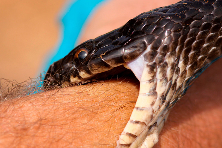 Qartalın atdığı ilan sürücünü sancdı