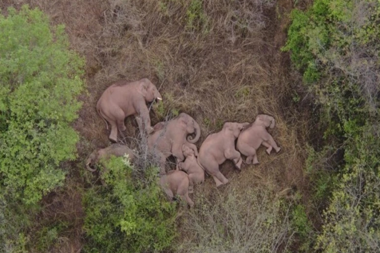 Kəndlilərə 2 milyon ziyan vuran fillər İSTİRAHƏTLƏRİNDƏN DƏ QALMADI  -  FOTO 