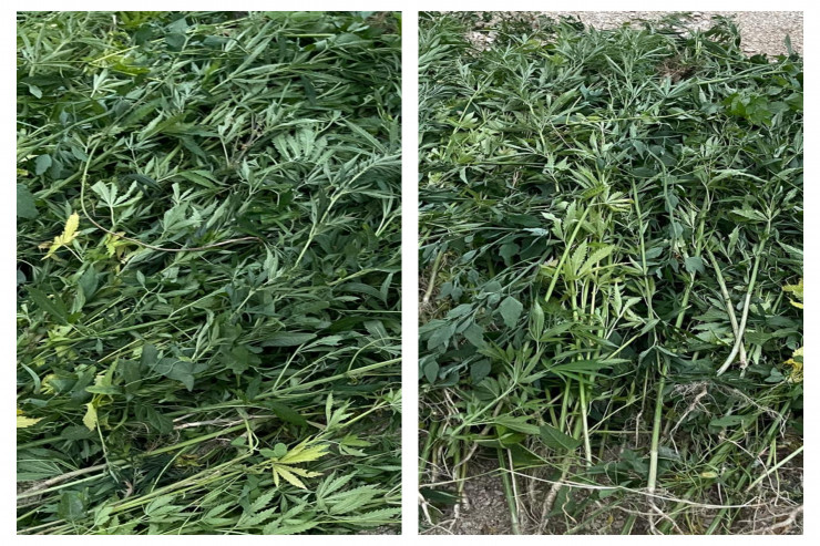 Zəngilanda tapılan narkotiklər