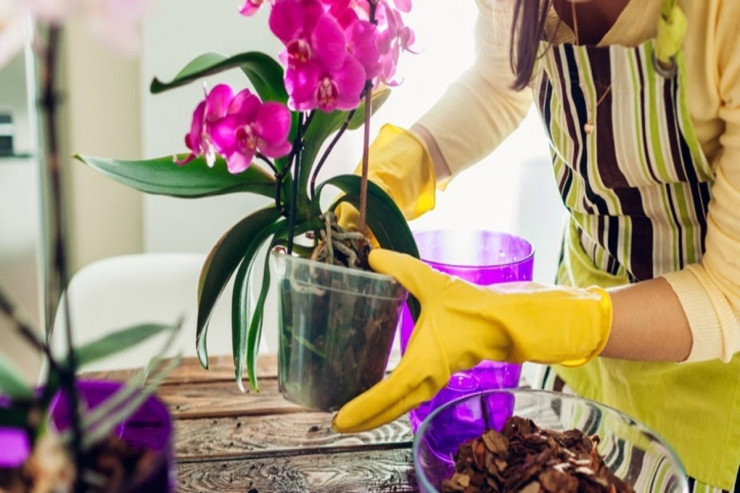 Orkide çiçəyinə necə qulluq edək? - QAYDALAR  