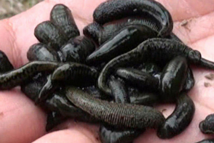 Azərbaycanlı 10 kilo zəliylə ələ keçdi -RUSİYADA 