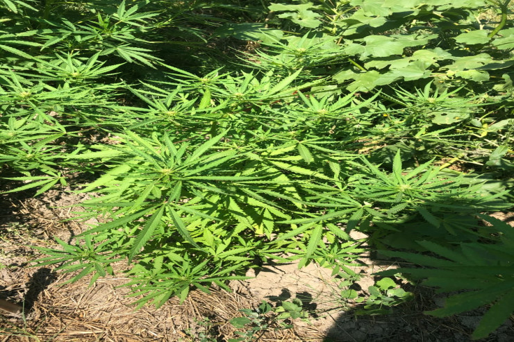 Xızıda yetişdirilən çətənə kolları