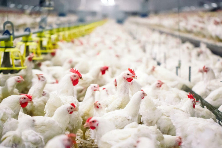 Azərbaycandan 44 ölkədən gələn məhsullara  QADAĞA  - SİYAHI 