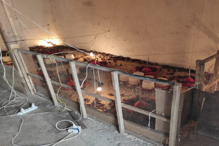 Bildirçin əti yeyənlərin  NƏZƏRİNƏ : bu şirkətdə... - FOTO 