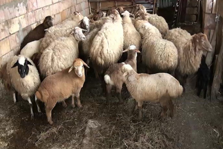 Keçmiş məhkum indi də qoyun oğurladı-FOTO 