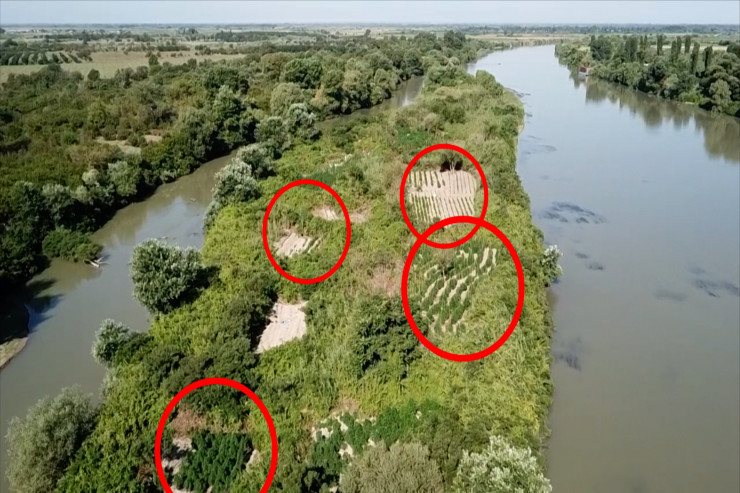 Narkotik əkilən sahə