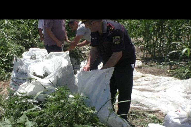 Əməliyyat zamanı ələ keçirilən narkotiklər