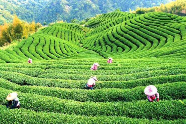 "Beta tea" şirkəti çay bağı salmaq üçün ağacları məhv edib? - RƏSMİ CAVAB 