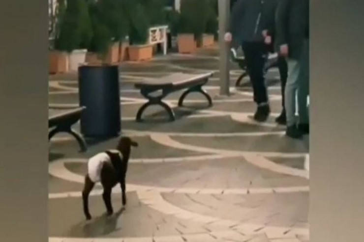 Bakıda pampers taxılıb gəzdirilən quzu